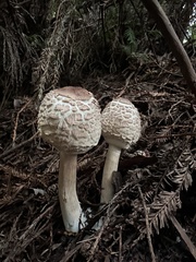 Chlorophyllum brunneum