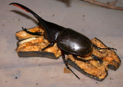 Dynastes septentrionalis
