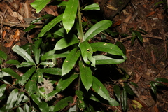 Carronia multisepalea