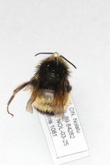 Bombus terricola