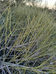 Ephedra