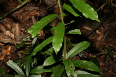 Carronia multisepalea