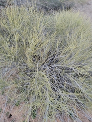 Ephedra