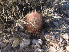 Echinomastus johnsonii