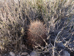 Echinomastus johnsonii