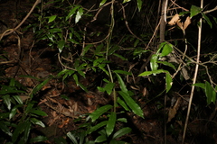 Carronia multisepalea