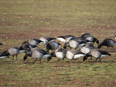 Branta bernicla