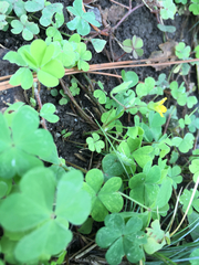 Oxalis corniculata