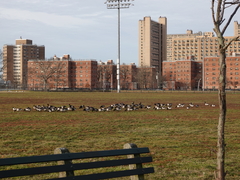 Branta bernicla