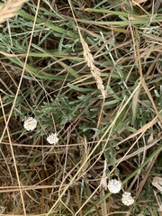 Calocephalus lacteus