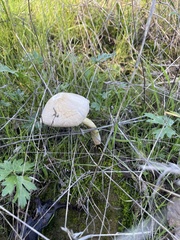 Bolbitius coprophilus