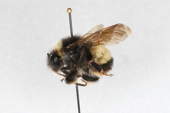 Bombus terricola