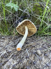 Bolbitius coprophilus