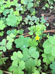 Oxalis corniculata