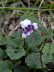 Viola banksii