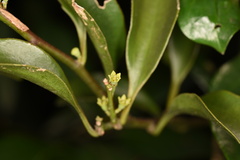 Dendrotrophe varians