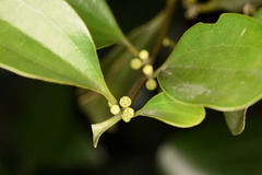 Dendrotrophe varians