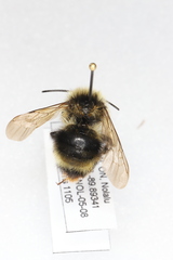 Bombus flavidus