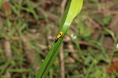 Chauliognathus imperialis