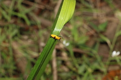 Chauliognathus imperialis