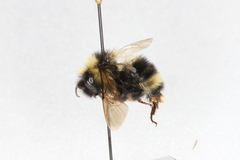 Bombus flavidus