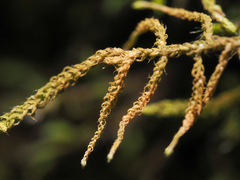 Claopodium crispifolium