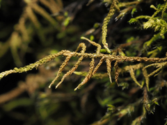 Claopodium crispifolium