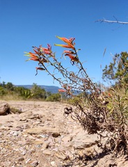Castilleja integrifolia