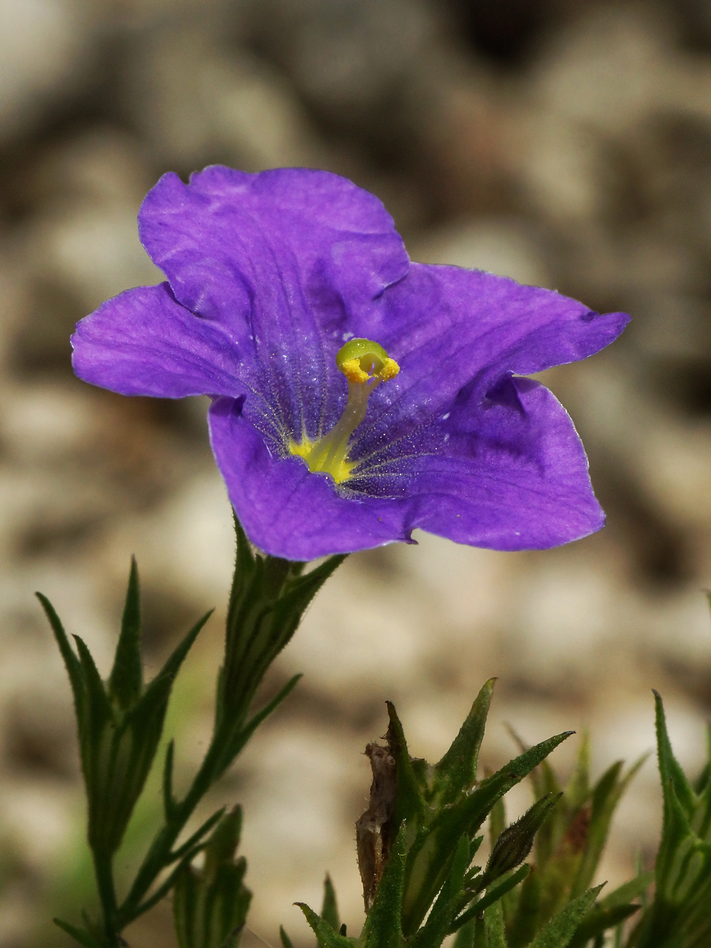 Nierembergia scoparia