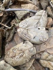 Cristulariella