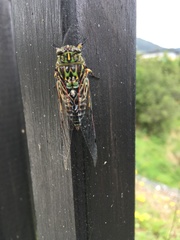 Amphipsalta
