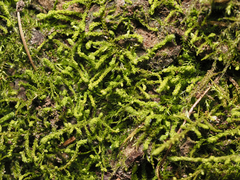 Claopodium crispifolium