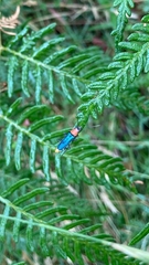 Chauliognathus tricolor
