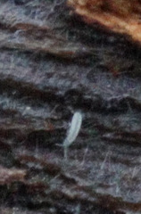 Onychiurinae