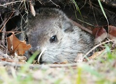 Marmota monax