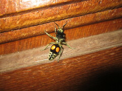 Hoplomutilla spinosa