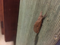 Elhamma australasiae