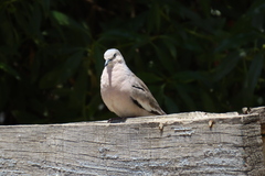 Columbina picui picui