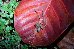 Heteropoda venatoria