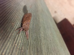 Elhamma australasiae