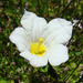 Nierembergia repens - Photo (c) Dick Culbert,  זכויות יוצרים חלקיות (CC BY)
