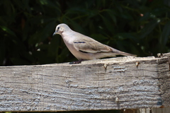 Columbina picui picui