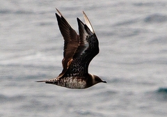 Stercorarius parasiticus