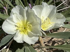 Oenothera deltoides
