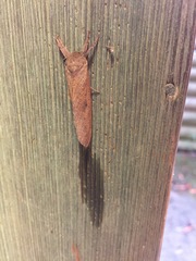 Elhamma australasiae