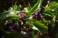 Schinus latifolia