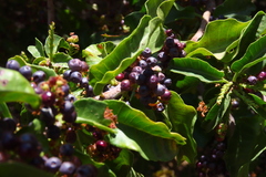 Schinus latifolia
