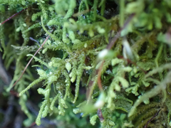 Claopodium crispifolium