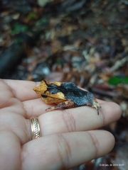 Rhinella proboscidea