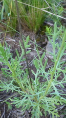 Gaillardia megapotamica